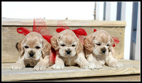 New Arrivals and upcoming litters