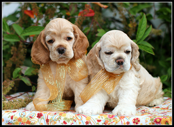 Pearl pups