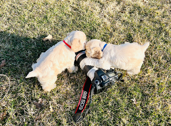 These boys love the camera :)