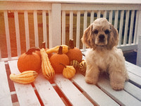 Pumpkins and puppy a win win